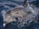 Wal- und Delfinbeobachtung auf La Gomera
