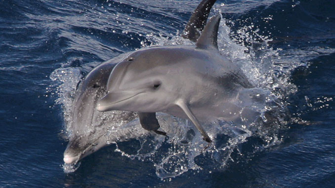 Wal- und Delfinbeobachtung auf La Gomera