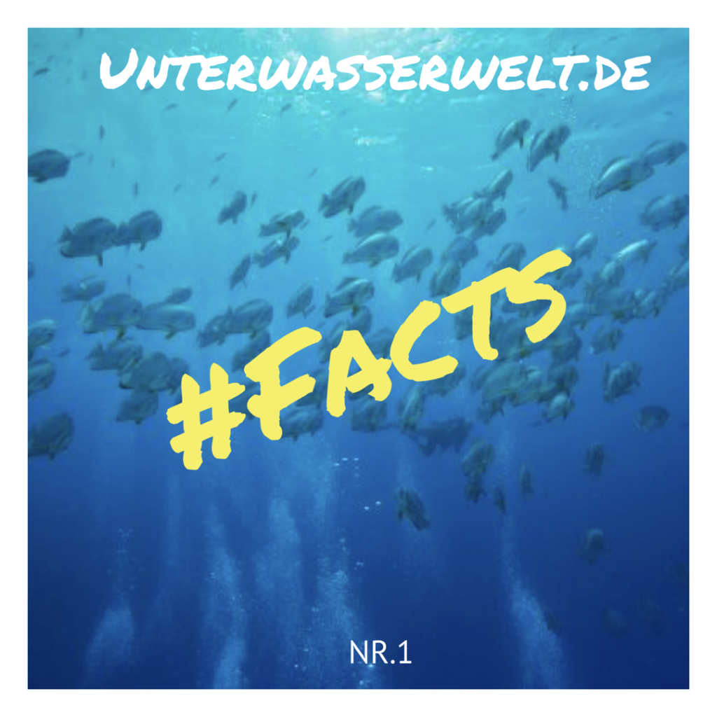 UnterWasserWelt News #facts Nr.1 Der Fischschwarm