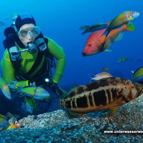 Hausriff Manta Diving