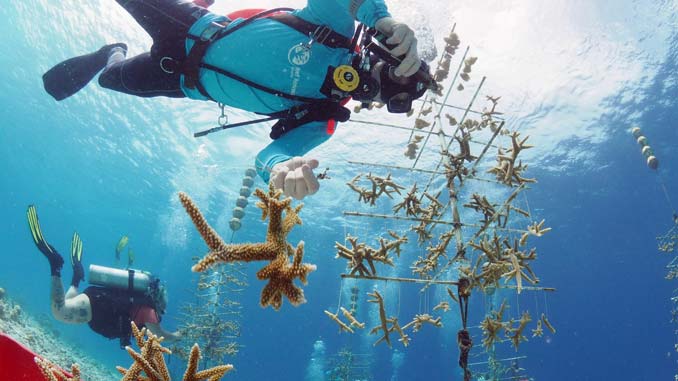 PADI Reef Renewal Diver Distinctive Specialty neu bei Tropical Divers auf  Bonaire › Das Tauchen Magazin