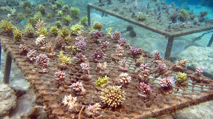 ZMT: Wie erfolgreich ist die Restauration von Korallenriffen? › Das Tauchen  Magazin