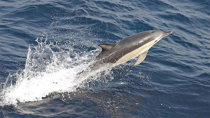 GRD: Kaum Ruhe für Delfin in Eckernförde › Das Tauchen Magazin
