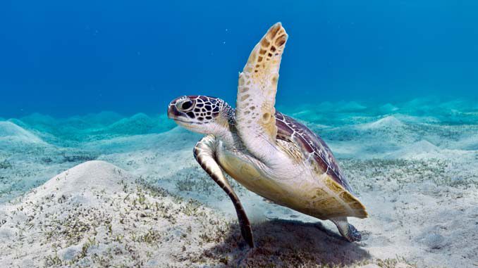 Lesezeichen aus Australien Green Turtle Grüne Meeresschildkröte 