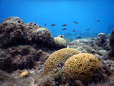 ZMT Korallenlarven