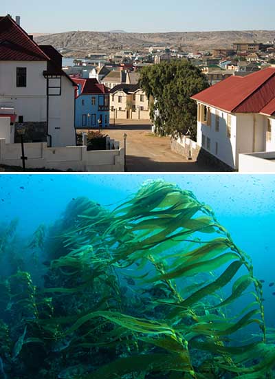 Namibia Kelp