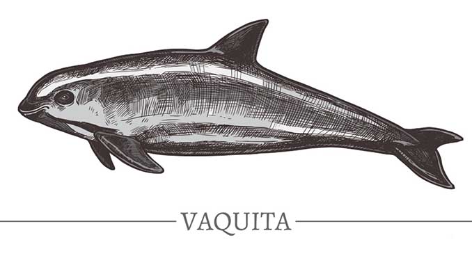 OceanCare Vaquita