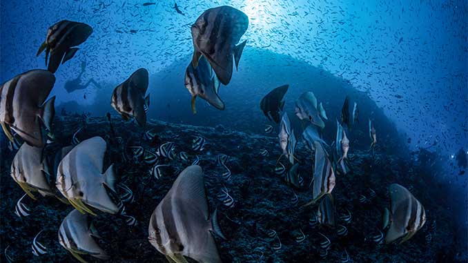 eurodivers news 2025 03 Vilamendhoo