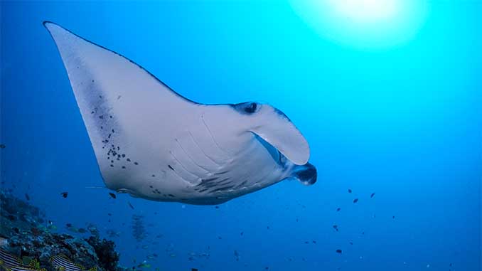 eurodivers news 2025 05