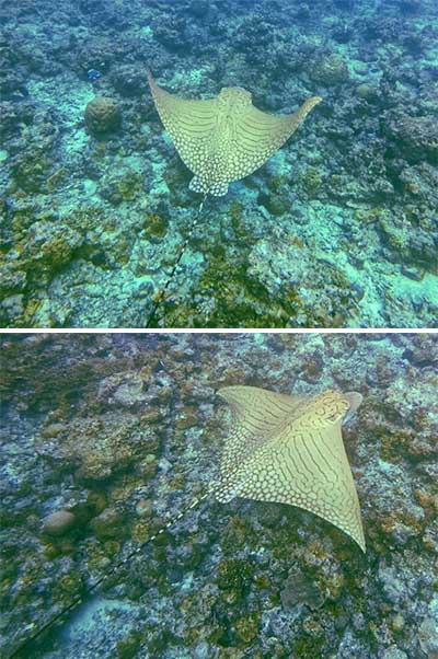 Malediven Ornate Eagle Ray