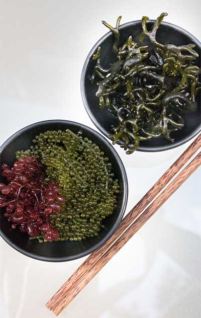 Die Rotalge Botryocladia pseudodichotoma hat einen hohen Gehalt an Magnesium und Kalium, die Grünalge Caulerpa lentillifera weist stark antioxidative Eigenschaften auf (beide links im Bild). Die Grünalge Codium taylorii (hinten rechts im Bild) hat ebenfalls stark antioxidative Eigenschaften und ist zusätzlich im Vergleich zu den anderen untersuchten Algen reich an Proteinen. | 