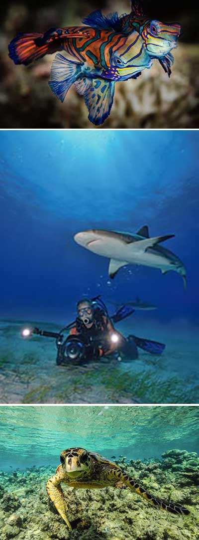 Wunder unter Wasser im Pietsch Verlag erschienen