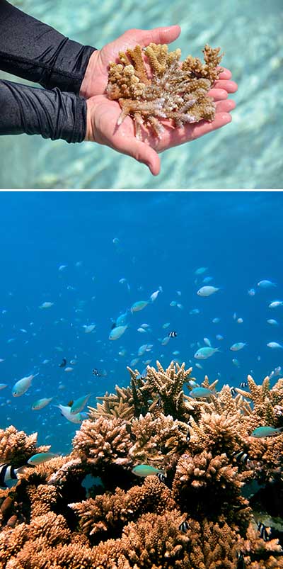 Malediven Korallenschutz