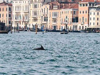Venice© Luca Ceolotto_Department of Comparative Biomedicine and Food Science, University of Padova, Italy