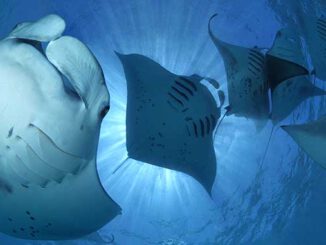 Nautilus Naldives Tobias Friedrich
