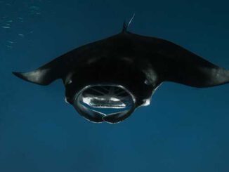 Mantarochen in ihrem natürlichen Lebensraum beobachtet. Copyright: Sun Siyam Resorts