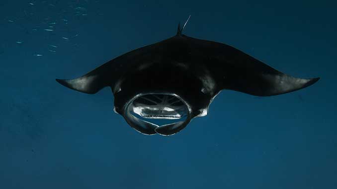Mantarochen in ihrem natürlichen Lebensraum beobachtet. Copyright: Sun Siyam Resorts