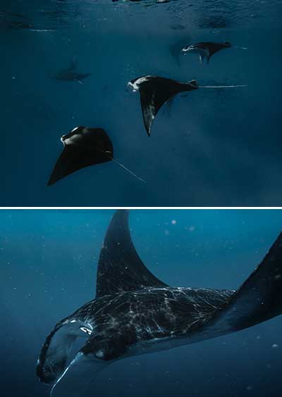 Mantarochen in ihrem natürlichen Lebensraum beobachtet. Copyright: Sun Siyam Resorts 