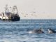 _©_Dolphin_Biology_and_Conservation