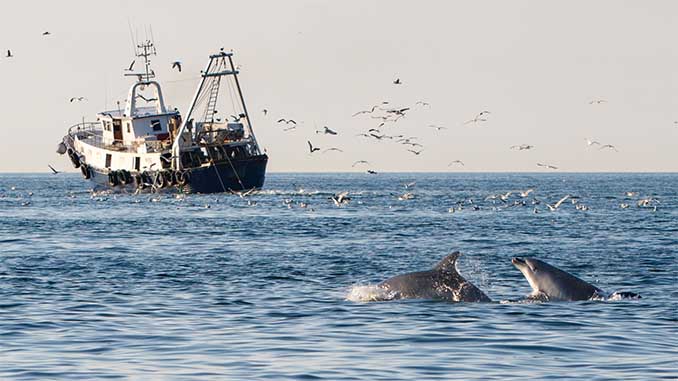 _©_Dolphin_Biology_and_Conservation