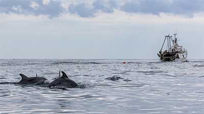 _©_Dolphin_Biology_and_Conservation 
