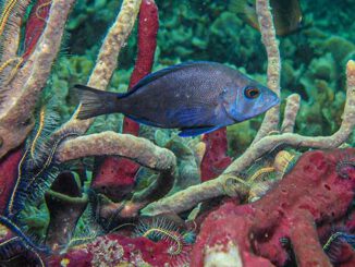 Schwarzer Hamletbarsch (Hypoplectrus nigricans), Bocas del Toro, Panama | Foto: Oscar Puebla
