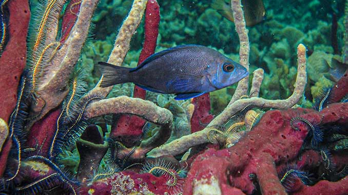 Schwarzer Hamletbarsch (Hypoplectrus nigricans), Bocas del Toro, Panama | Foto: Oscar Puebla